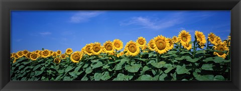 Framed Field Of Sunflowers, Bogue, Kansas, USA Print