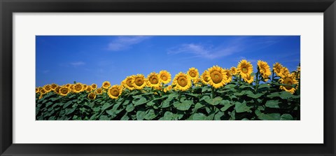 Framed Field Of Sunflowers, Bogue, Kansas, USA Print