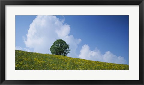 Framed Green Hill w/ flowers &amp; tree Canton Zug Switzerland Print