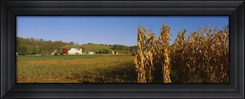 Framed Corn in a field after harvest, along SR19, Ohio, USA Print