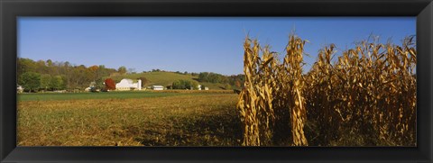 Framed Corn in a field after harvest, along SR19, Ohio, USA Print