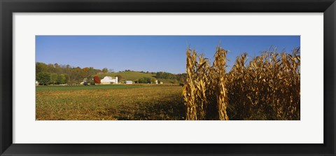 Framed Corn in a field after harvest, along SR19, Ohio, USA Print