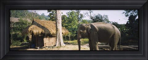 Framed Elephant standing outside a hut in a village, Chiang Mai, Thailand Print