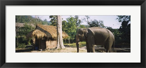 Framed Elephant standing outside a hut in a village, Chiang Mai, Thailand Print