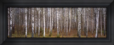 Framed Silver birch trees in a forest, Narke, Sweden Print