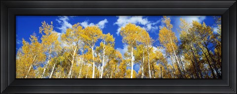 Framed USA, Colorado, Uncompahgre Nationa Forest Print