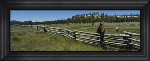 Framed Two horses in a field, Arizona, USA Print