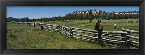 Framed Two horses in a field, Arizona, USA Print