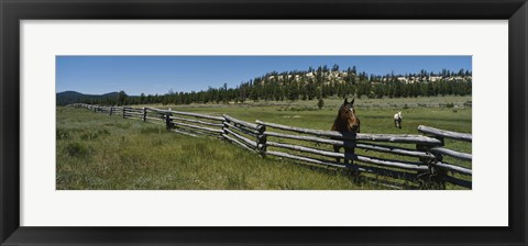 Framed Two horses in a field, Arizona, USA Print