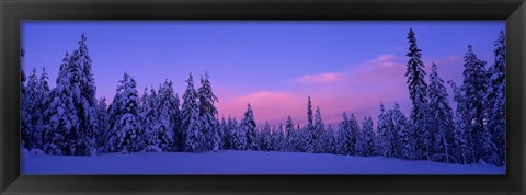 Framed Forest In Winter, Dalarna, Sweden Print