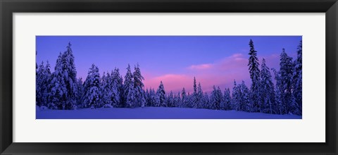 Framed Forest In Winter, Dalarna, Sweden Print