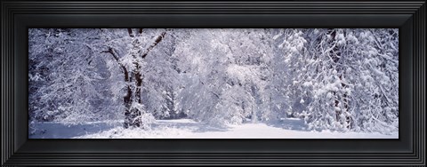 Framed Snow covered trees in a forest, Yosemite National Park, California, USA Print