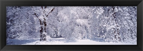 Framed Snow covered trees in a forest, Yosemite National Park, California, USA Print