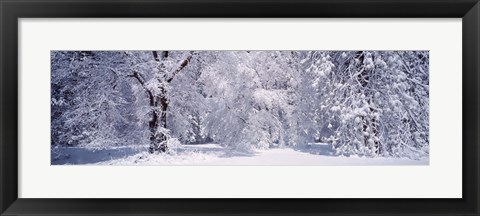 Framed Snow covered trees in a forest, Yosemite National Park, California, USA Print