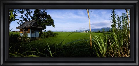 Framed Rice paddies in a field, Saga Prefecture, Kyushu, Japan Print