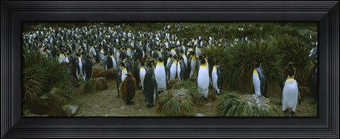 Framed High angle view of a colony of King penguins, Royal Bay, South Georgia Island, Antarctica Print