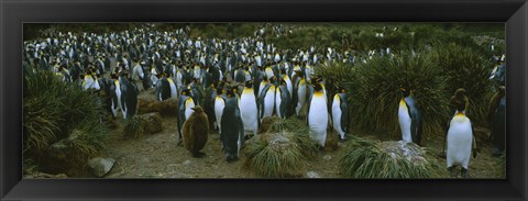 Framed High angle view of a colony of King penguins, Royal Bay, South Georgia Island, Antarctica Print