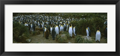 Framed High angle view of a colony of King penguins, Royal Bay, South Georgia Island, Antarctica Print