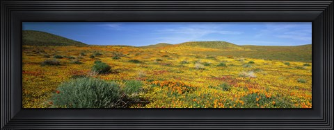 Framed View Of Blossoms In A Poppy Reserve, Antelope Valley, Mojave Desert, California, USA Print
