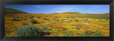 Framed View Of Blossoms In A Poppy Reserve, Antelope Valley, Mojave Desert, California, USA Print