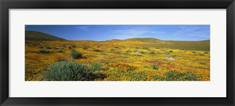 Framed View Of Blossoms In A Poppy Reserve, Antelope Valley, Mojave Desert, California, USA Print