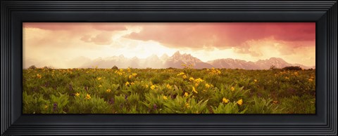 Framed Wild flowers, Grand Teton Park, Wyoming Print