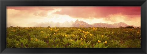 Framed Wild flowers, Grand Teton Park, Wyoming Print