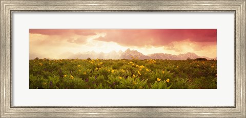 Framed Wild flowers, Grand Teton Park, Wyoming Print