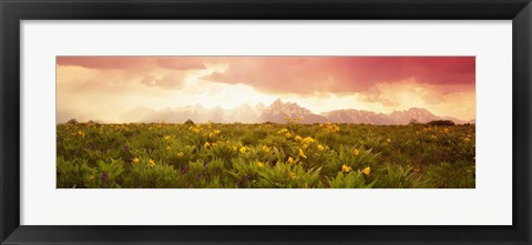 Framed Wild flowers, Grand Teton Park, Wyoming Print