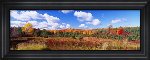 Framed Autumn Foliage, New York State, USA Print
