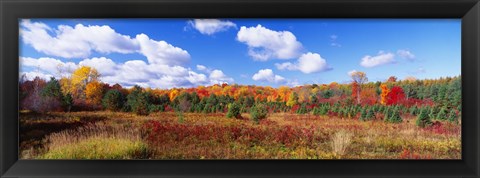 Framed Autumn Foliage, New York State, USA Print