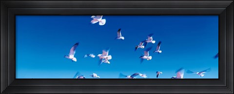 Framed Birds in flight Flagler Beach FL USA Print