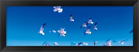 Framed Birds in flight Flagler Beach FL USA Print