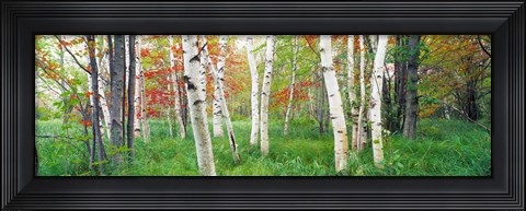 Framed Birch trees in a forest, Acadia National Park, Maine Print