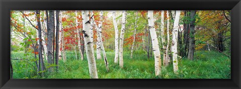 Framed Birch trees in a forest, Acadia National Park, Maine Print