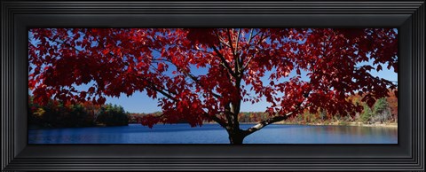 Framed Close-up of a tree, Walden Pond, Concord, Massachusetts, USA Print