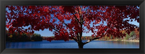 Framed Close-up of a tree, Walden Pond, Concord, Massachusetts, USA Print