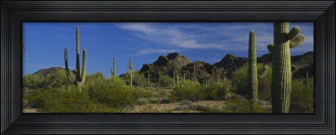 Framed Cactus plant on a landscape, Sonoran Desert, Organ Pipe Cactus National Monument, Arizona, USA Print