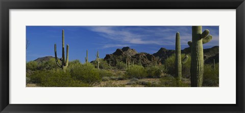 Framed Cactus plant on a landscape, Sonoran Desert, Organ Pipe Cactus National Monument, Arizona, USA Print