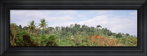 Framed Plant growth in a forest, Manual Antonia National Park, Quepos, Costa Rica Print
