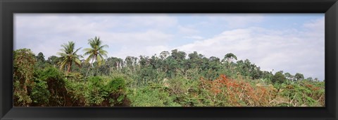 Framed Plant growth in a forest, Manual Antonia National Park, Quepos, Costa Rica Print