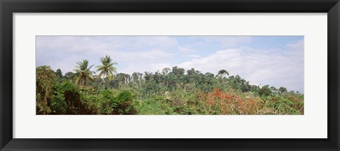 Framed Plant growth in a forest, Manual Antonia National Park, Quepos, Costa Rica Print