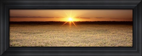 Framed Rice Field, Sacramento Valley, California, USA Print