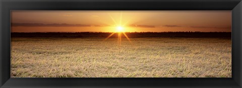 Framed Rice Field, Sacramento Valley, California, USA Print