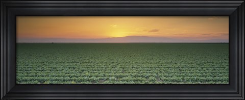 Framed High angle view of a lettuce field at sunset, Fresno, San Joaquin Valley, California, USA Print