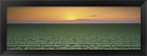 Framed High angle view of a lettuce field at sunset, Fresno, San Joaquin Valley, California, USA Print