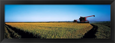 Framed Harvested rice field Glenn Co CA USA Print