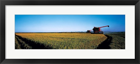 Framed Harvested rice field Glenn Co CA USA Print