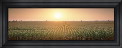 Framed View Of The Corn Field During Sunrise, Sacramento County, California, USA Print
