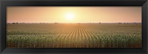 Framed View Of The Corn Field During Sunrise, Sacramento County, California, USA Print